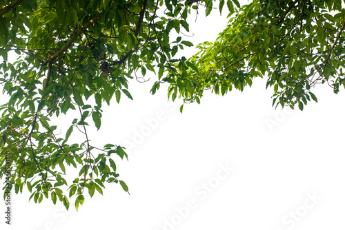 green leaves isolated on white