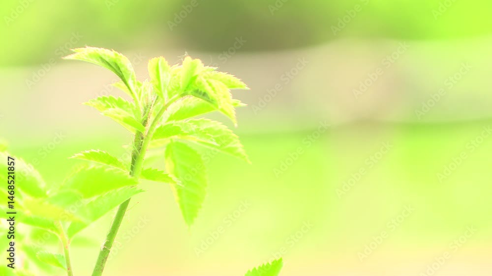 Green leaves fluttering in the cool breeze.
Green leaves fluttering in the cool breeze.