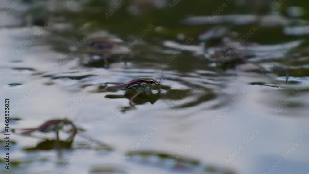Tranquil Pond Surface Dominated by Groups of Water Striders Skimming Fluidly Tranquil Pond Surface Dominated by Groups of Water Striders Skimming Fluidly