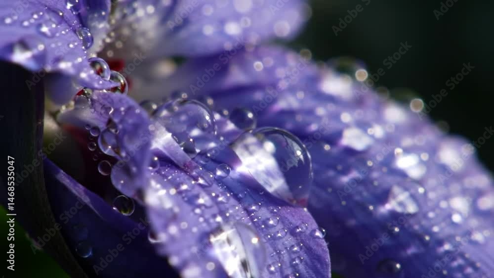 Captivating Close-Up: Sparkling Water Droplets on a Vibrant Violet Flower Petal Captivating Close-Up: Sparkling Water Droplets on a Vibrant Violet Flower Petal