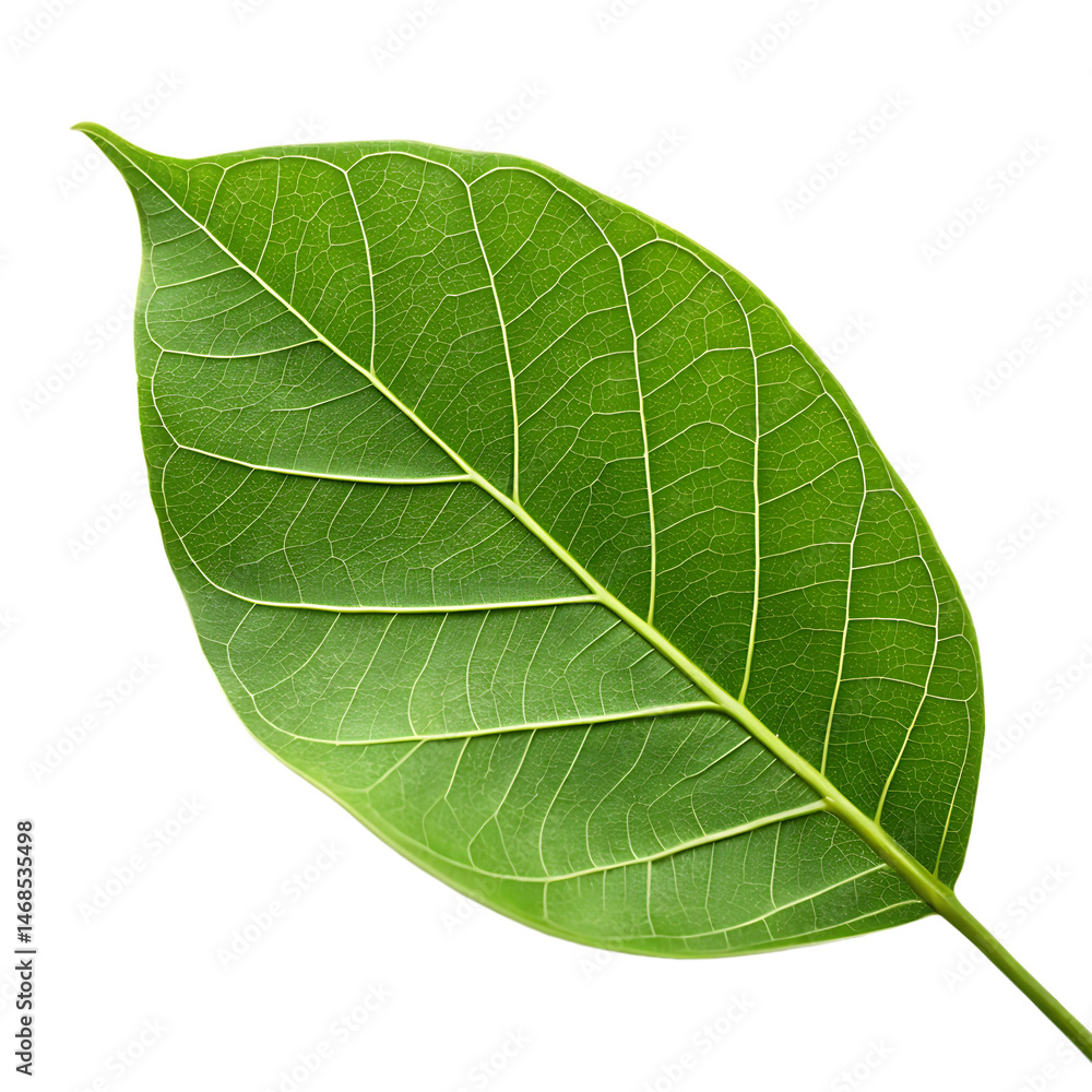 Obraz premium Banyan leaf isolated on a transparent background