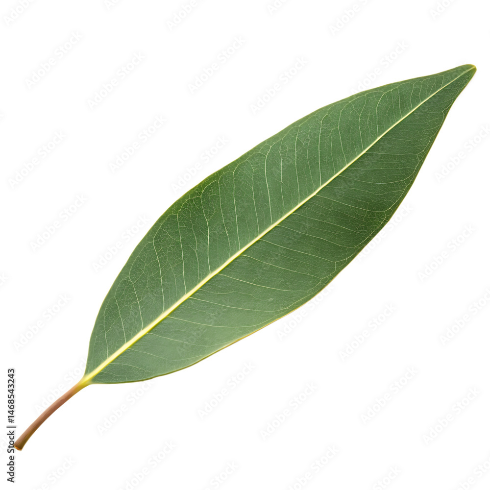 Obraz premium Eucalyptus leaf isolated on a transparent background