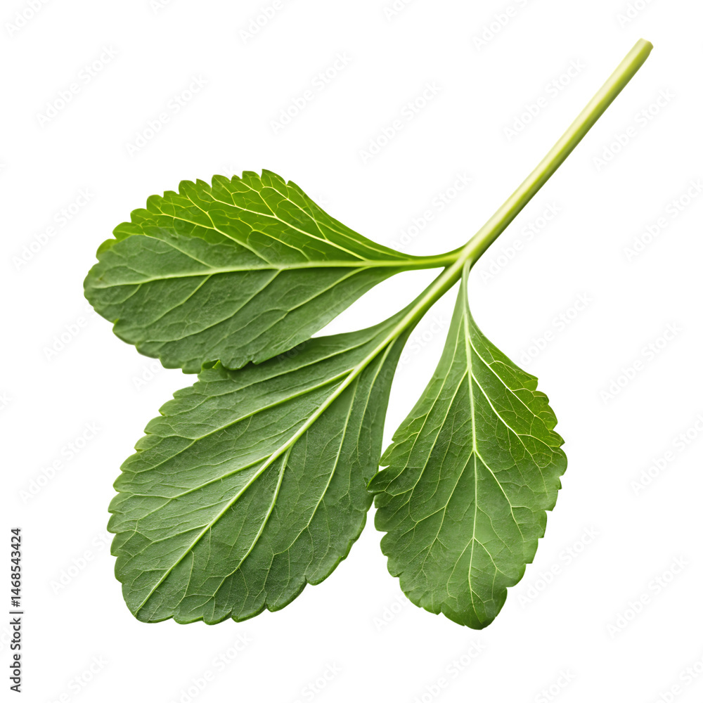 Fototapeta premium Fenugreek leaf isolated on a transparent background