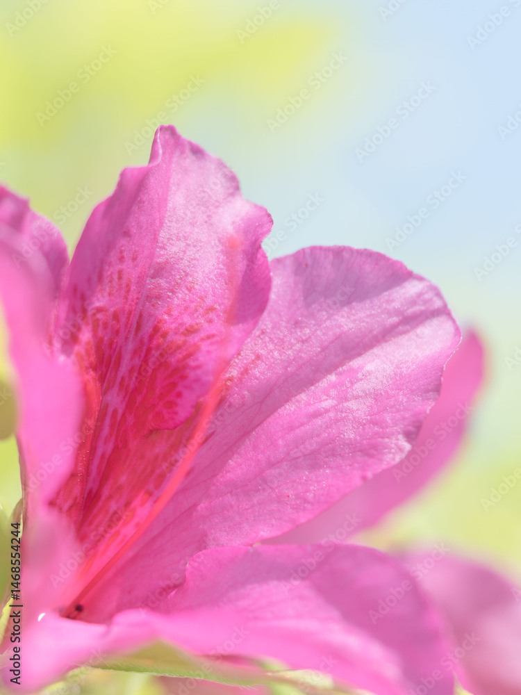 ピンク色のツツジの花のアップ07 ピンク色のツツジの花のアップ07