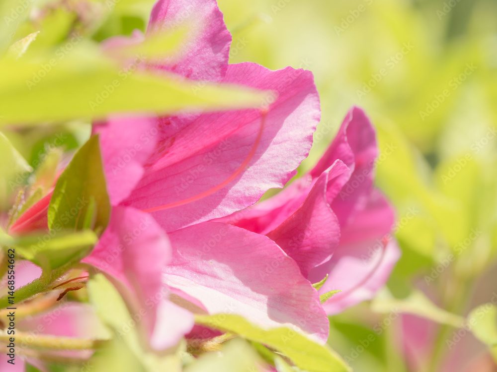 Fototapeta premium ピンク色のツツジの花のアップ13