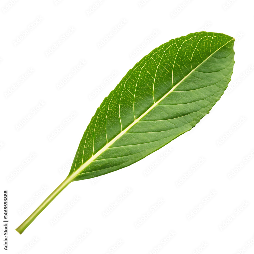 Fototapeta premium Lemongrass leaf isolated on a transparent background