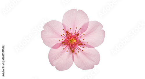 Delicate pink blossom isolated against black