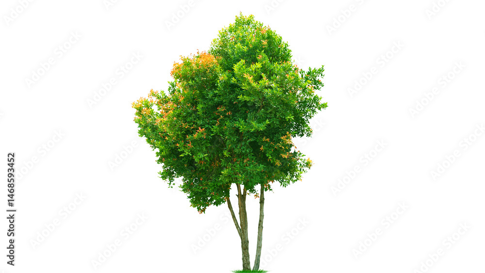 Obraz premium Tree on transparent background