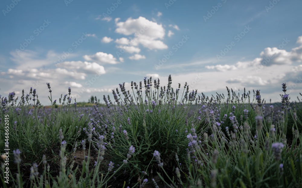 Fototapeta premium Provence, France Countryside & Vineyards, Lavender field under a cloudy sky