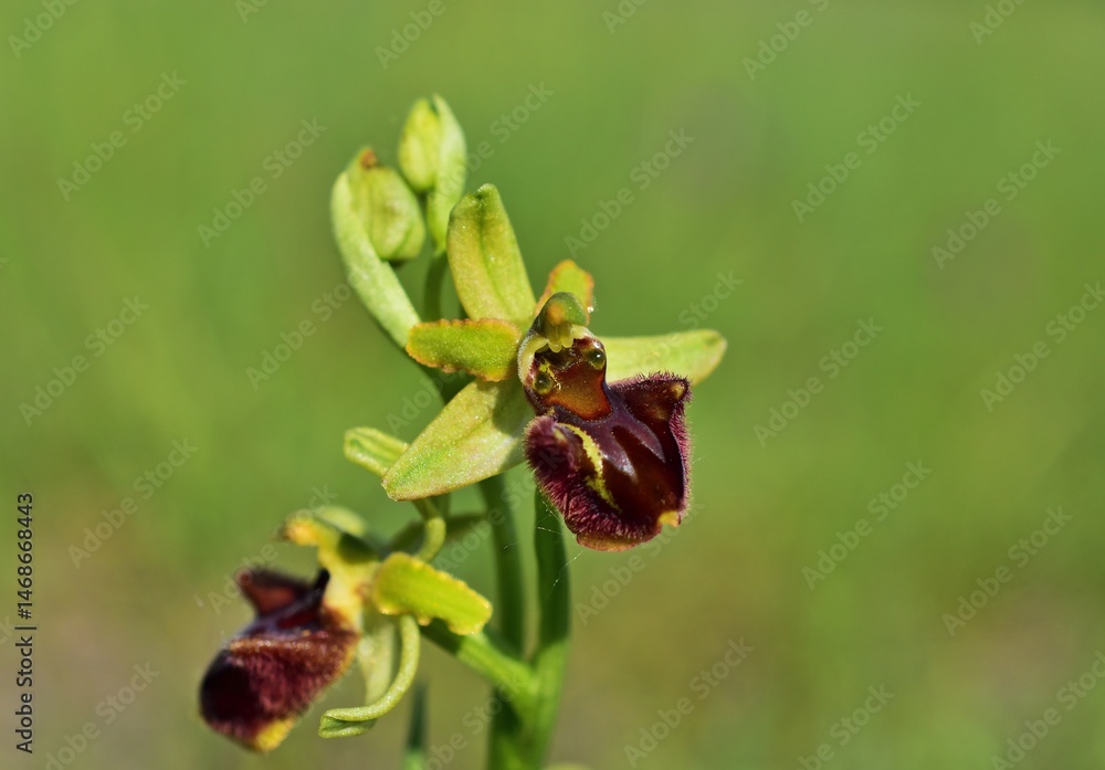 Spinnen-Ragwurz (Ophrys sphegodes) im Nationalpark Lobau - Donauauen Spinnen-Ragwurz (Ophrys sphegodes) im Nationalpark Lobau - Donauauen