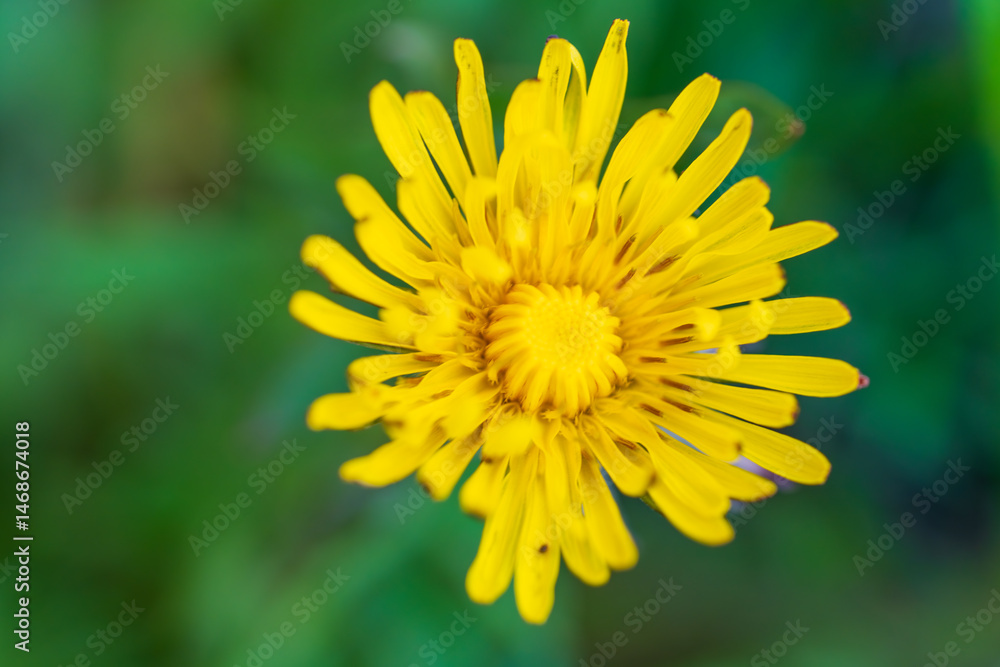 A bright yellow dandelion flower with delicate petals against a soft green natural backdrop. Beautiful macro photography of a common wildflower showing intricate floral structure and vivid colour A bright yellow dandelion flower with delicate petals against a soft green natural backdrop. Beautiful macro photography of a common wildflower showing intricate floral structure and vivid colour