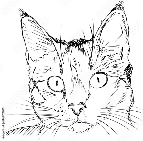 Face of a cat