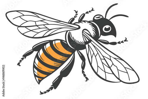 196 Detailed vector illustration, honey bee silhouette, black and orange stripes, transparent wings, anatomically accurate insect, clean white background, symmetrical composition, scientific diagram s
