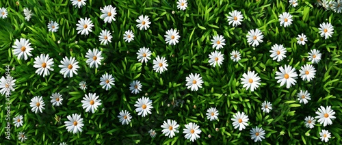 Blooming daisies in a lush green field.