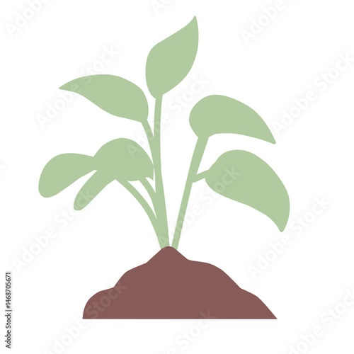 garden plant illustration