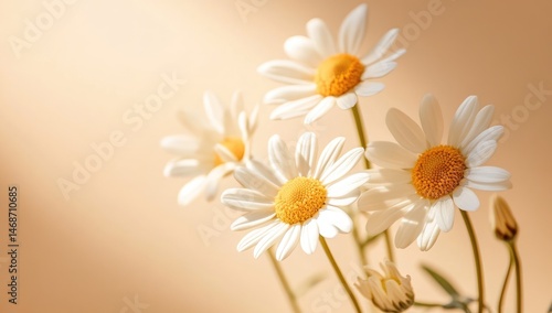 Obraz na płótnie Sunlit daisies in soft, warm hues w salonie