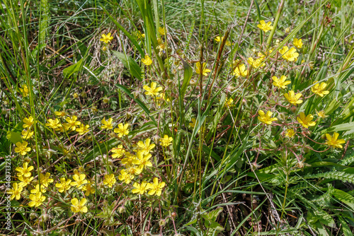 Wild yellow cinquefoil flowers growing in meadow grass