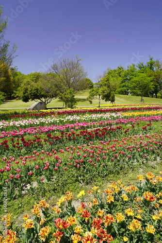 Wallpaper Mural チューリップの花咲き乱れる公園 Torontodigital.ca