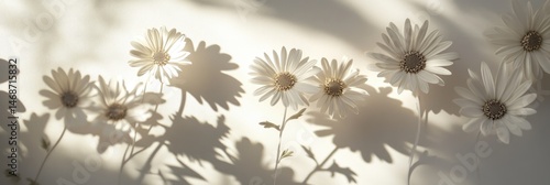 Obraz na płótnie Sunlit daisies cast delicate shadows on a pale background w salonie