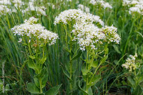 Lepidium draba White Flowers in Natural Meadow