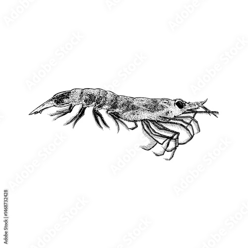 Krill hand drawing vector isolated on background.