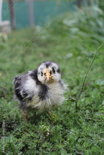 A fluffy little chick standing in fresh green grass after the rain. Curious and slightly clumsy, it explores the world around with bright eyes and soft feathers.