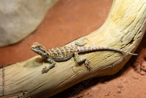 very young bearded dragon on a branch