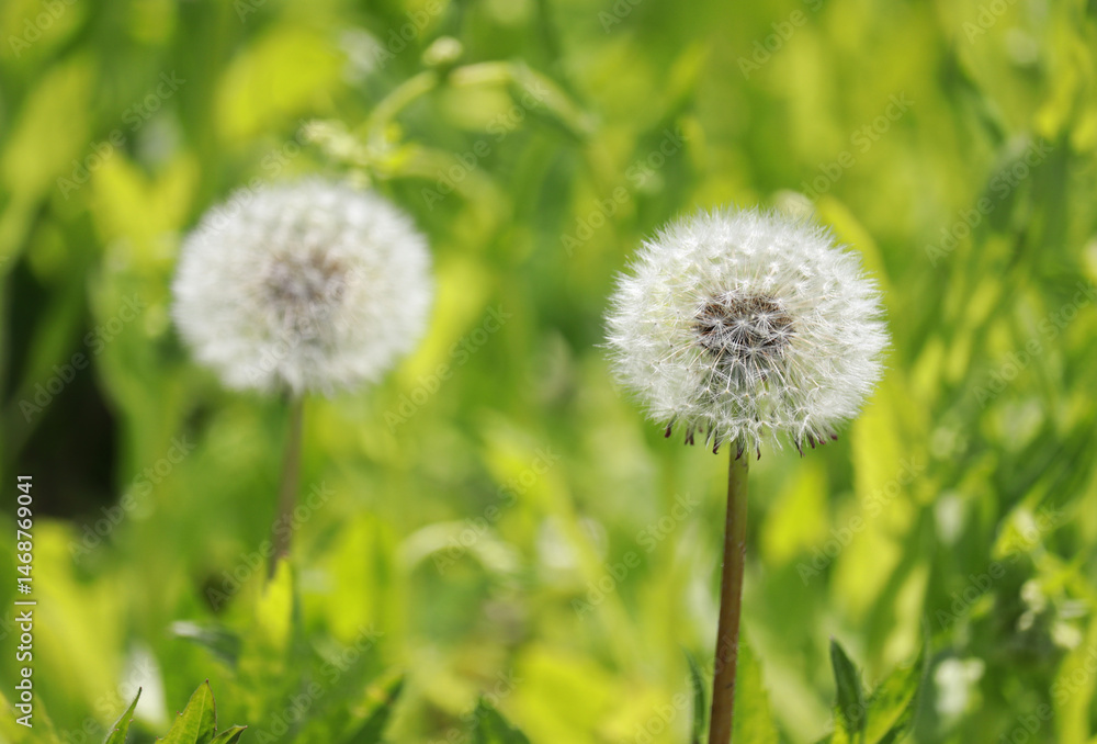 A close-up shot of dandelion puffs.
A close-up shot of dandelion puffs.