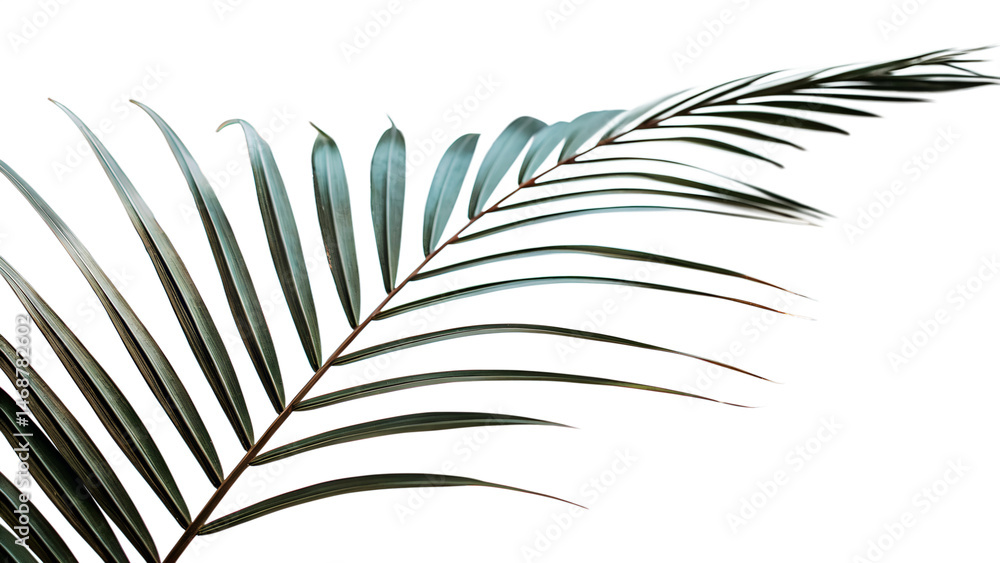 Fototapeta premium Minimalist close up of a palm leaf with a contemporary aesthetic on black background