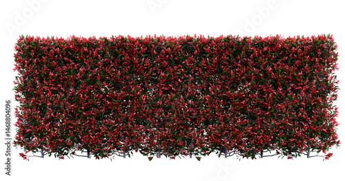 Photinia Little Red Robin Plants Isolated On Transportation Background.