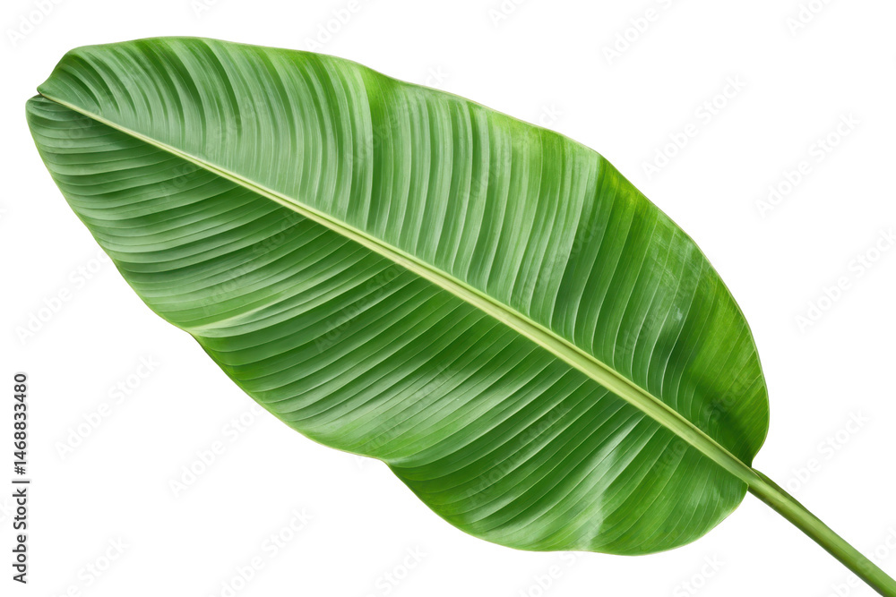 Obraz premium Large Green Leaf of Tropical Plant Isolated on White Background