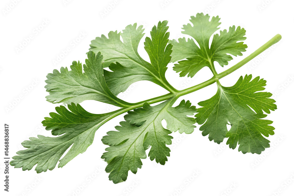 Fresh Green Coriander Leaf Isolated on White Background for Cooking Fresh Green Coriander Leaf Isolated on White Background for Cooking