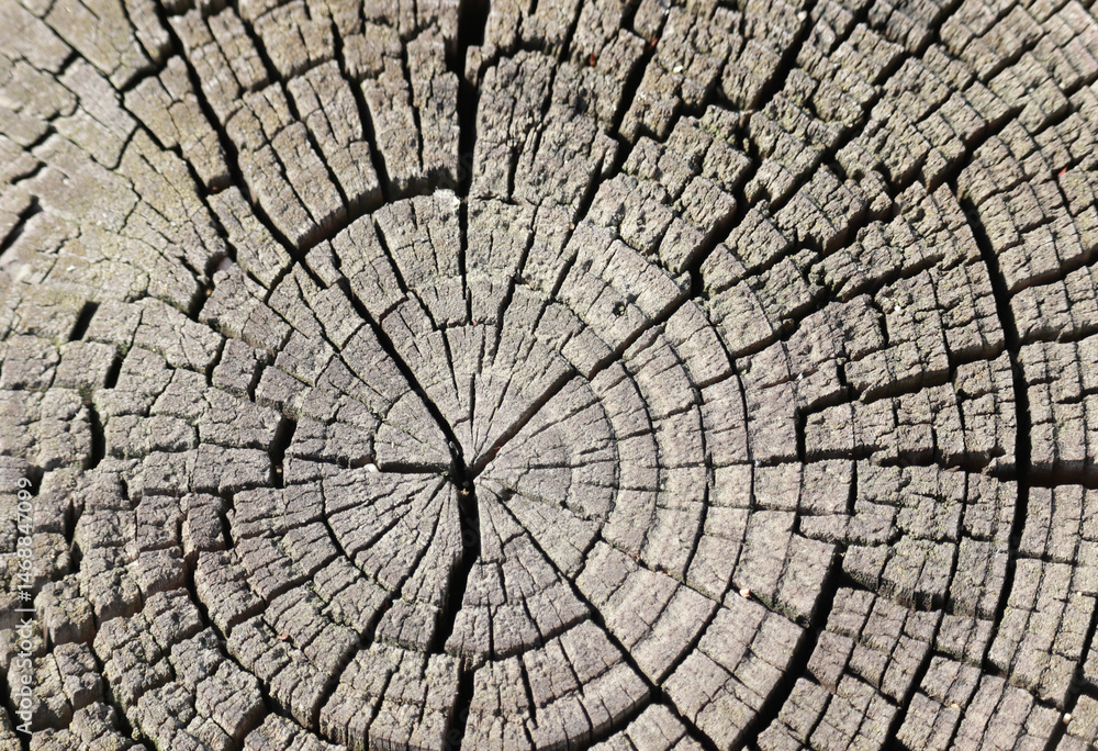 Fototapeta premium A close-up of a rough wooden section.