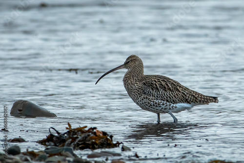 Eurasian Curlew (Numenius arquata)