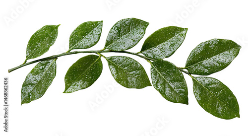 Png of Lush green leaves with droplets of water on a branch, showcasing nature's beauty and freshness in a stunning display.