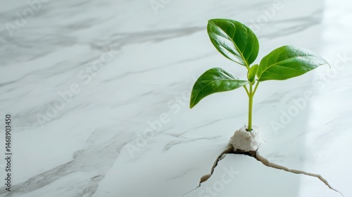 Tiny plant sprouting from a crack in a white marble floor. 