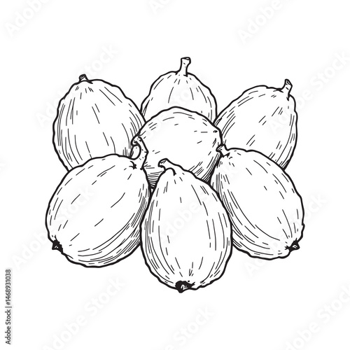 Minimalistic sapodilla fruit line art drawing style