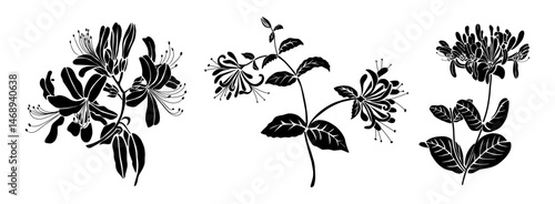 Elegant black silhouette set of Honeysuckle flowers in engraved vintage style, isolated on transparent background. June birth month floral design perfect for prints, tattoos, and decor