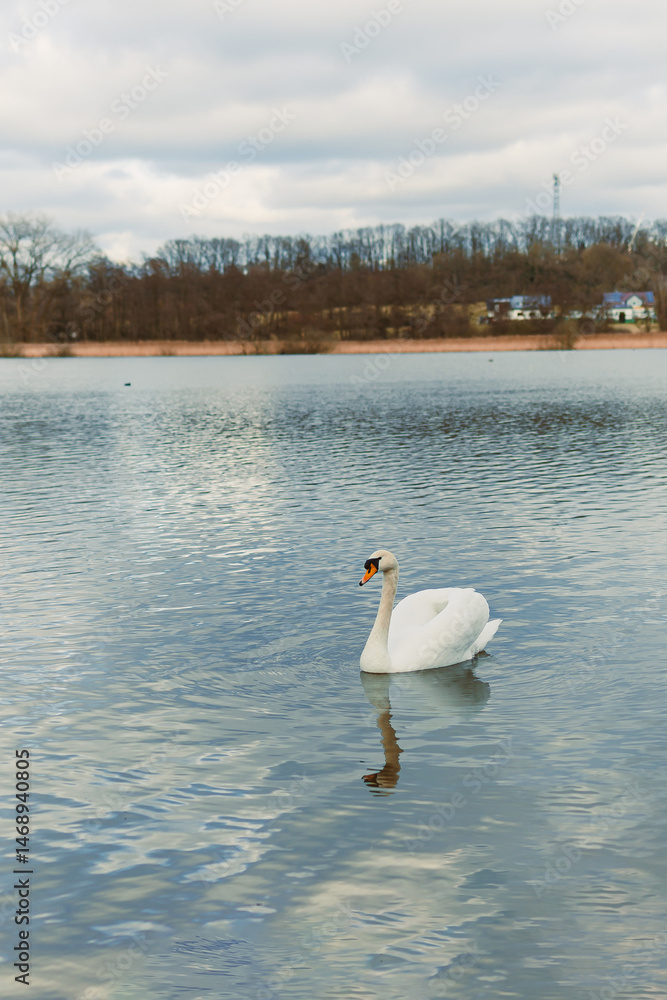 A large white swan swims in the lake. A wild swan swims in an autumn pond.