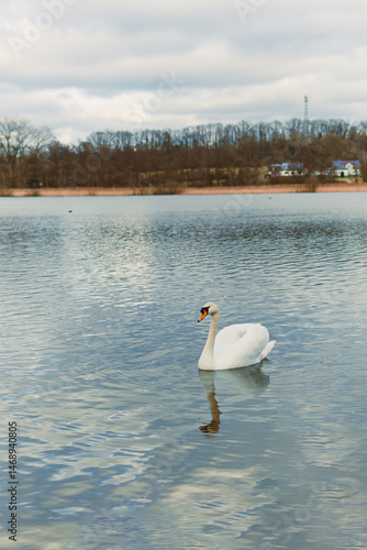Obraz na płótnie A large white swan swims in the lake. A wild swan swims in an autumn pond. w salonie