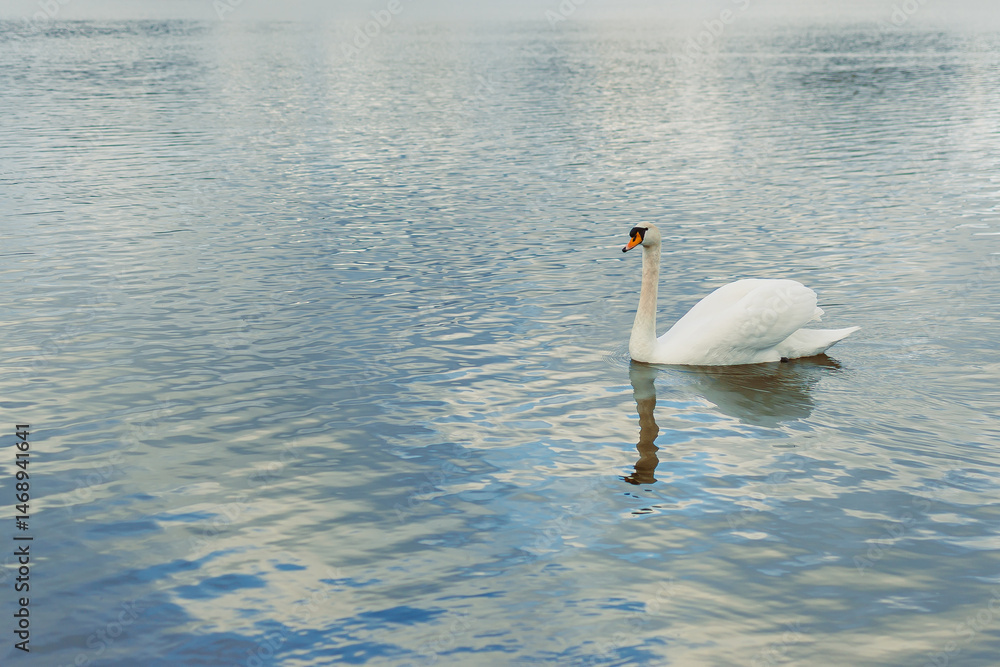 A large white swan swims in the lake. A wild swan swims in an autumn pond.