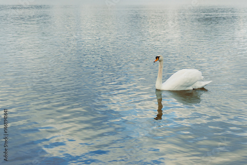 Obraz na płótnie A large white swan swims in the lake. A wild swan swims in an autumn pond. w salonie