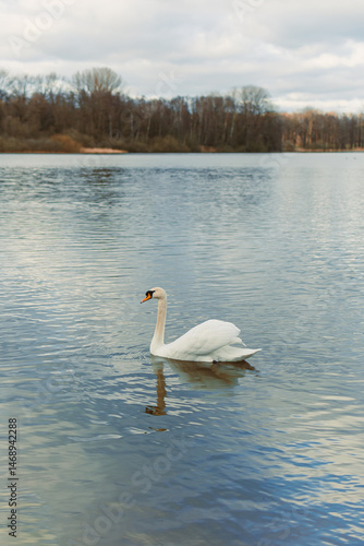 Obraz na płótnie A large white swan swims in the lake. A wild swan swims in an autumn pond. w salonie