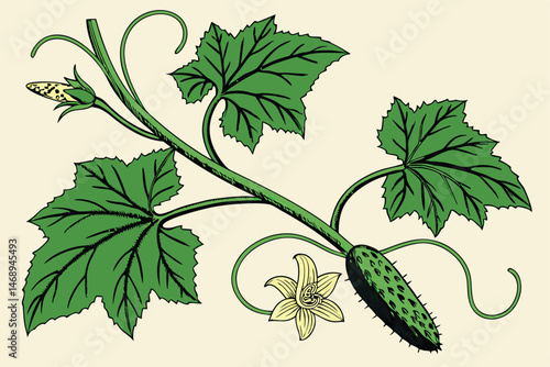 161 highly detailed botanical illustration of a cucumber plant, vibrant green leaves and tendrils, realistic texture, vintage style, botanical art, scientific diagram