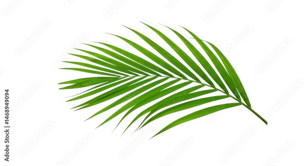 Obraz premium Green palm leaf isolated on white background