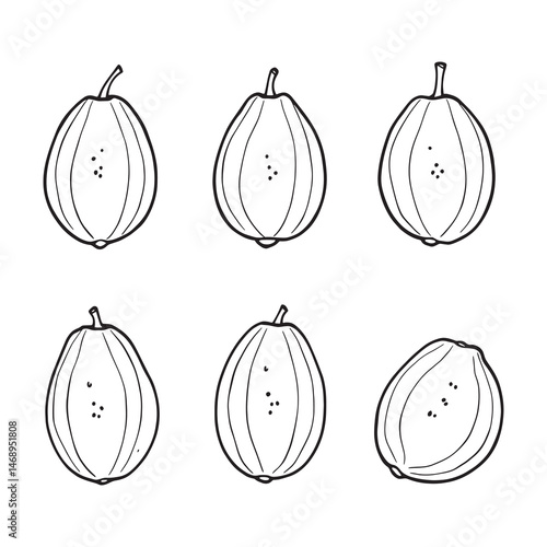 Simple line art vector of sapodilla fruit illustration