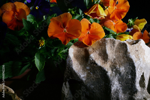 Wallpaper Mural Viola del pensiero arancione in vaso Torontodigital.ca