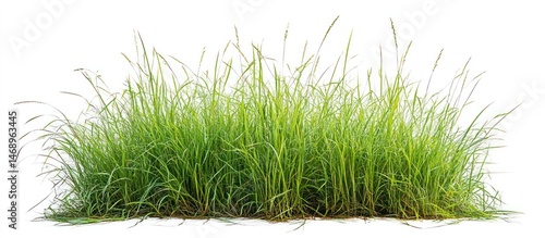 Green Grass Isolated on White Background