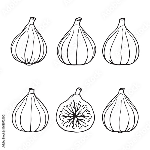 wild fig plant botanical line drawing vector design