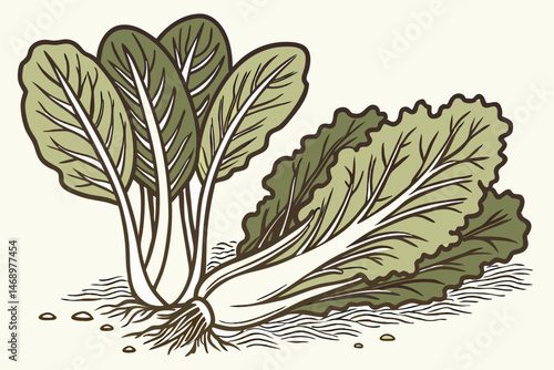 173 detailed botanical illustration, bok choy, romaine lettuce, leaves, roots, earthy tones, detailed shading, intricate patterns, high-quality, digital art